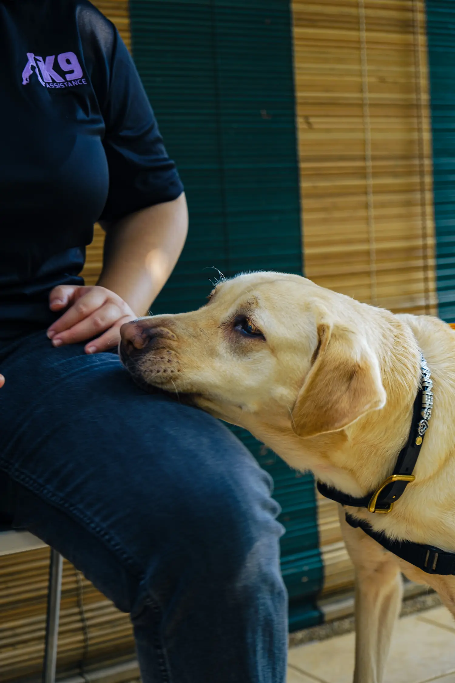 An Assistance Dog with its head resting on its handler's left thigh.