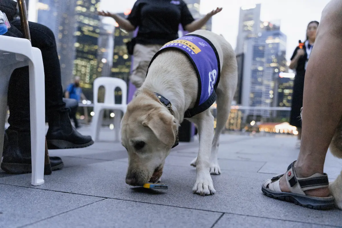 A photo taken outdoors at Marina Bay, with K9Assistance's Ambassador Assistance Dog bending down to pick up a phone into its mouth. Behind it, its handler is gesturing with her arms in a "where is it" motion.