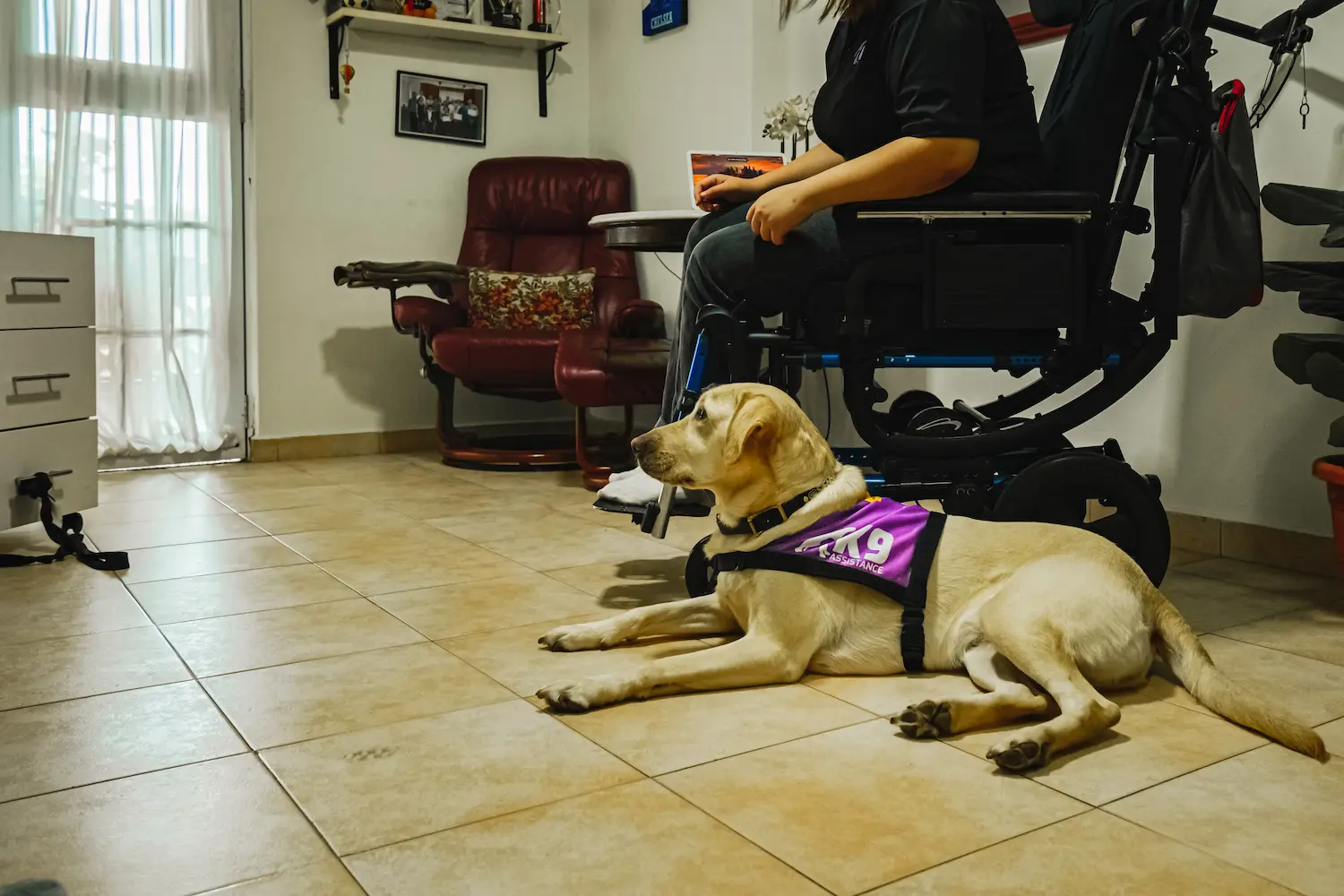 An Assistance Dog laying down next to its handler, who is seated in a wheelchair. They are in a home environment.
