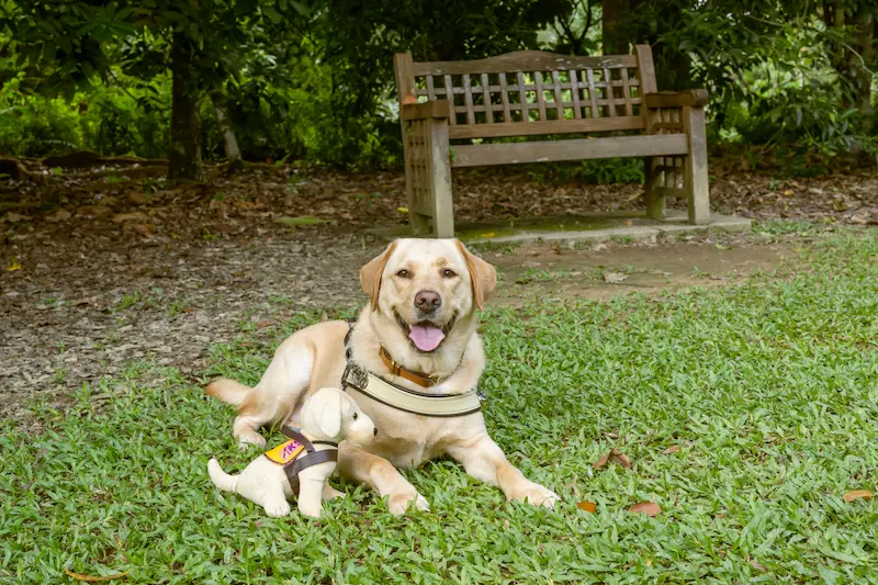 Cassandra's assistance dog - Elke, with her toys at the park