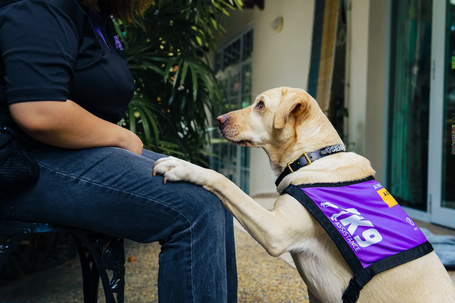An Assistance Dog with a purple K9Assistance vest with its left paw raised to rest on its handler's right knee, to alert them to a sound.