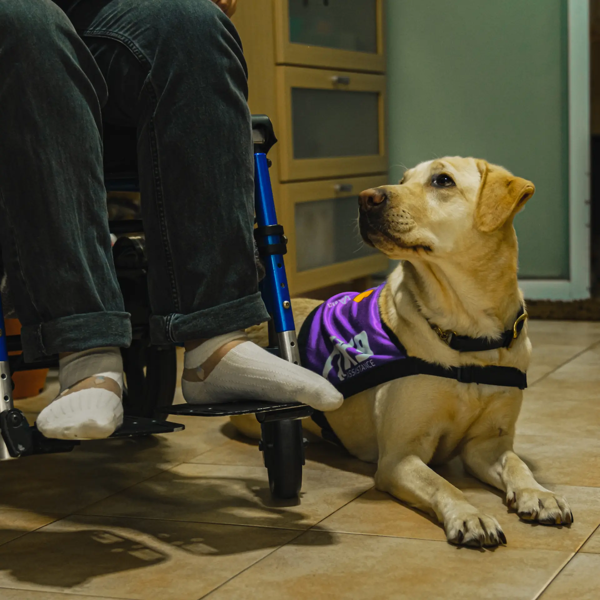 An Assistance Dog wearing a purple K9Assistance vest, laying down and looking up at someone seated in a wheelchair.