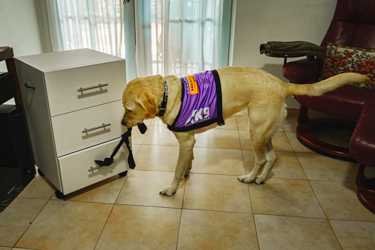 An Assistance Dog with a purple K9Assistance vest, pulling open a drawer using a rope tied to the handle.