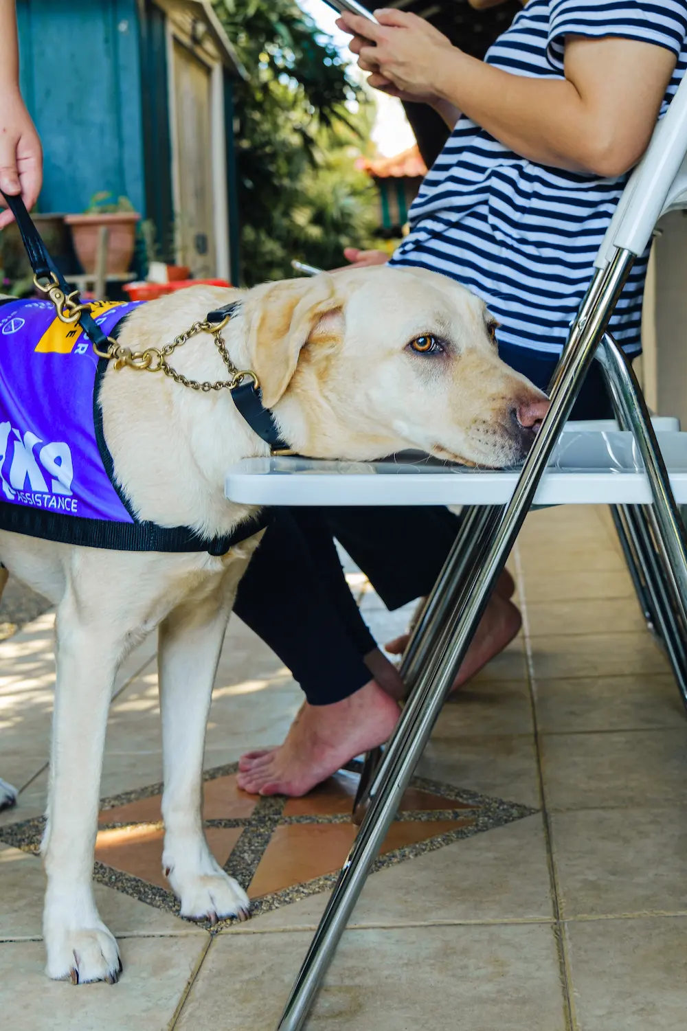 An Assistance Dog with a purple K9Assistance vest resting its head on an empty chair, to show its handler to an empty seat.