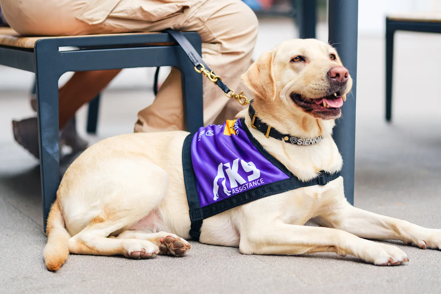 K9Assistance's Ambassador Assistance Dog laying down next to its seated handler, with its mouth open and 'smiling', looking off beyond the camera. 