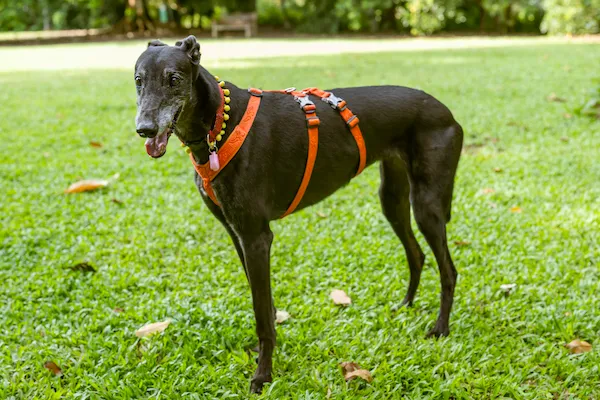 Dr Dawn's Assistance Dog - Lucy, at a park
