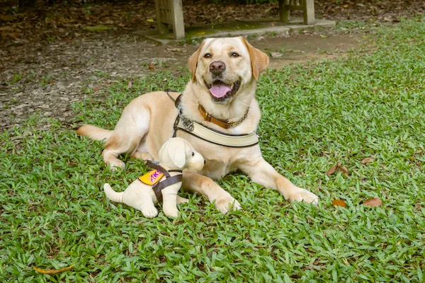 Cassandra's Assistance Dog - Elke, with her toys at a park