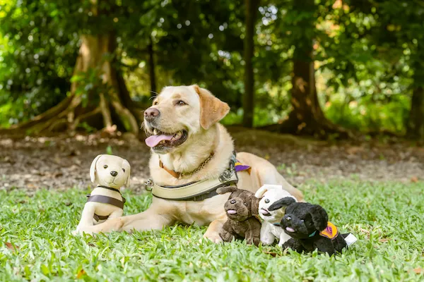 Cassandra's Assistance Dog - Elke, with her toys at the park