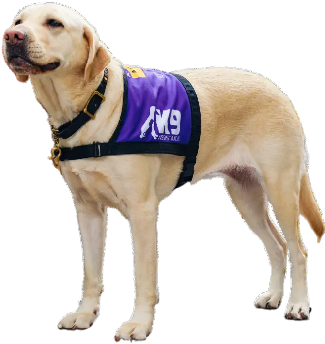 K9Assistance's Ambassador Assistance Dog standing and looking off to the side beyond the camera.