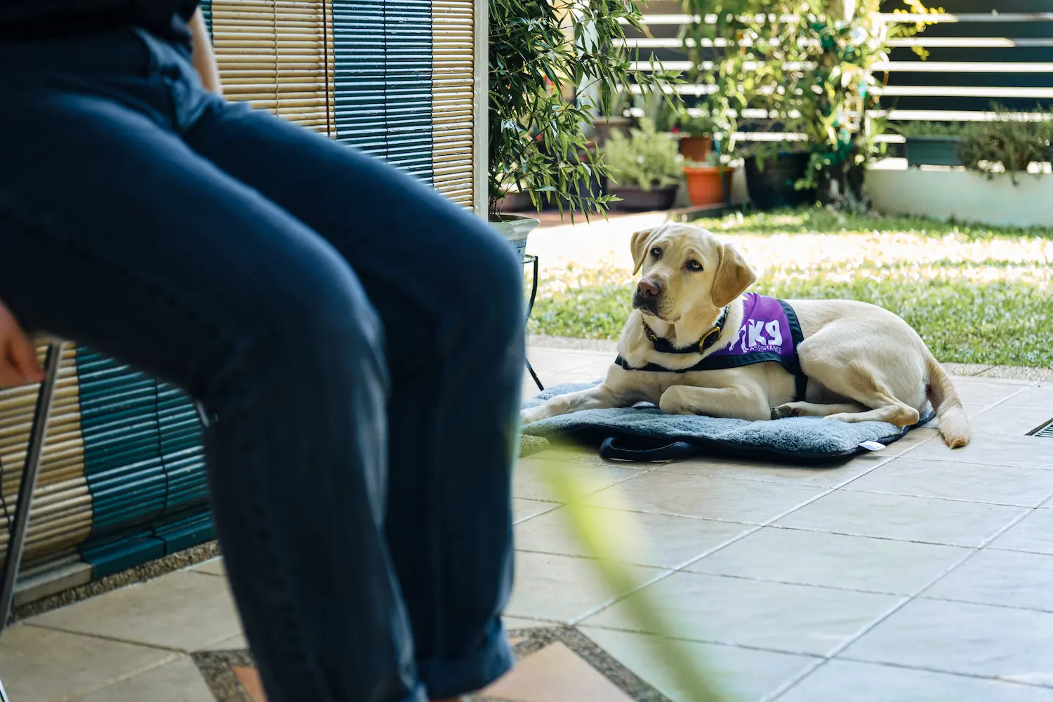 An Assistance Dog laying on its mat, looking up at its handler who is partially out of frame.