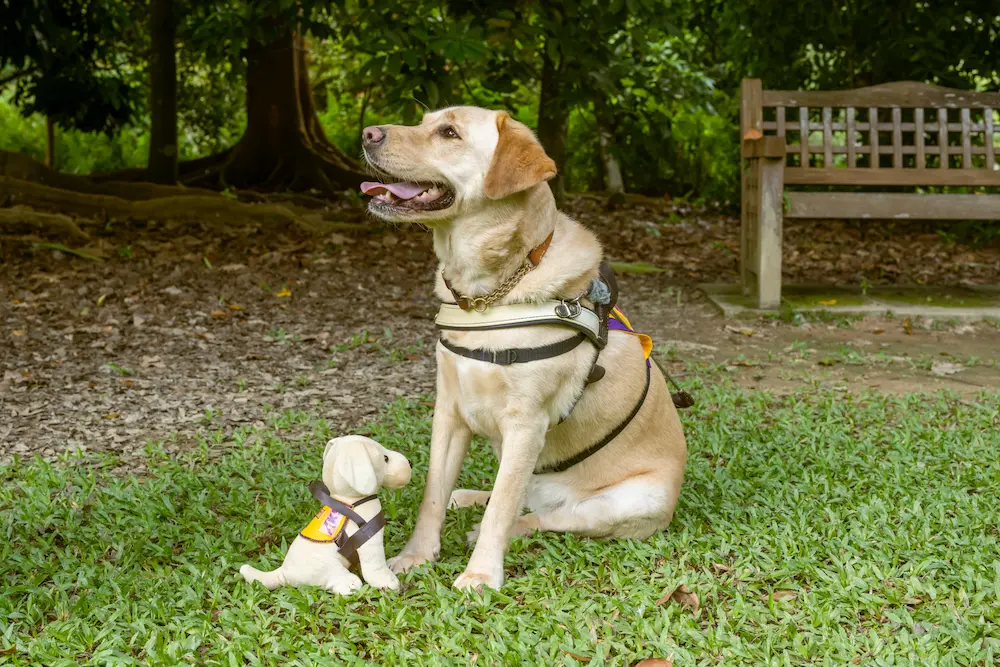 Cassandra's assistance dog - Elke, at the park with her toys