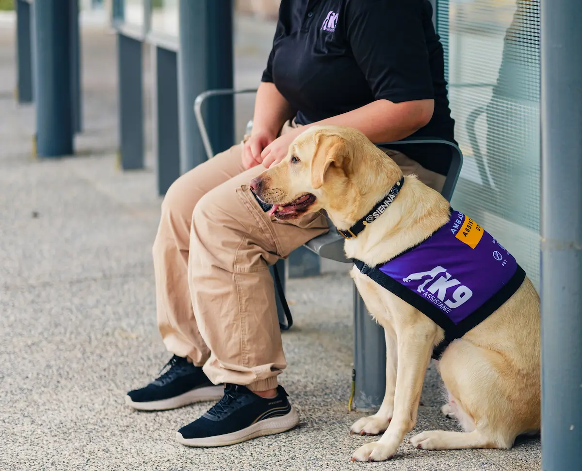An Assistance Dog in a K9Assistance purple vest, seated on the floor next to its handler at a bus stop.
