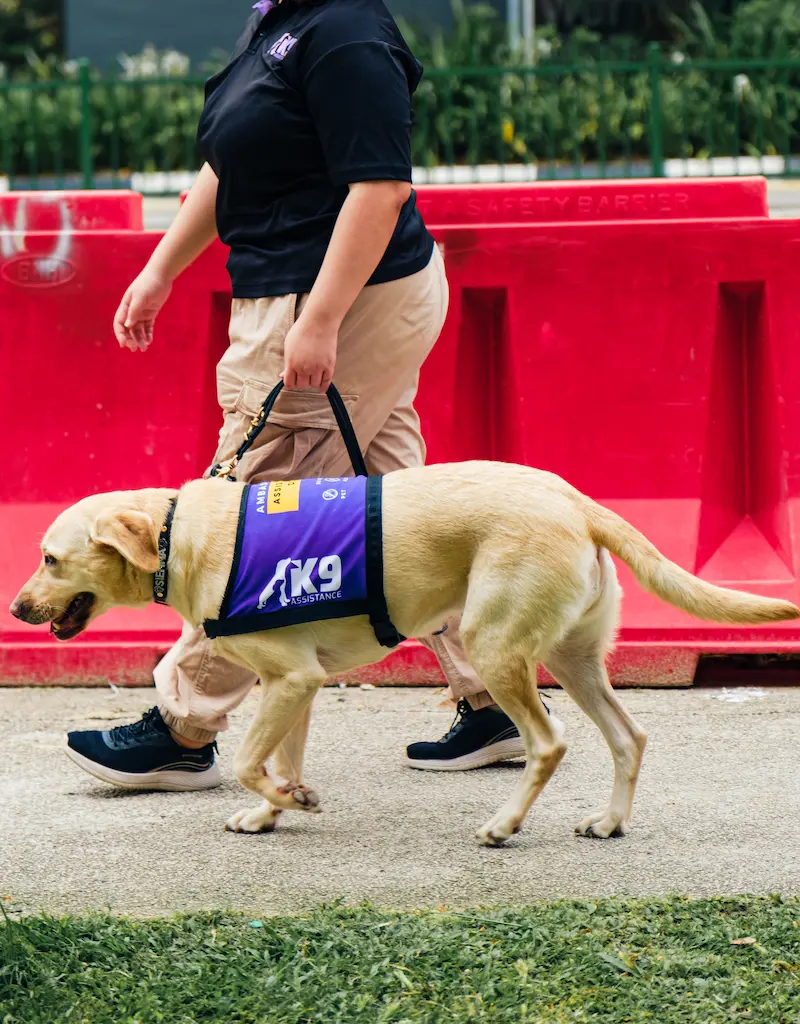 An Assistance Dog team walking on the pavement.