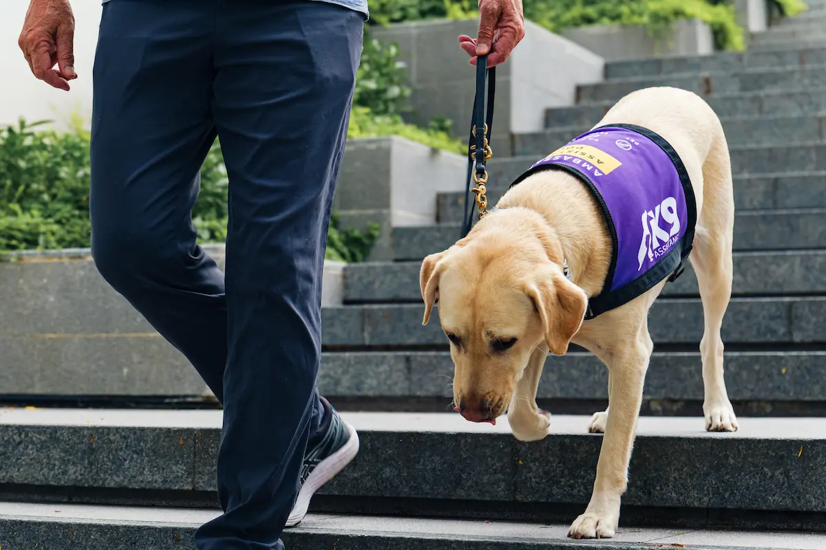 An Assistance Dog in a K9Assistance purple vest walking down a flight of stairs with its handler. 