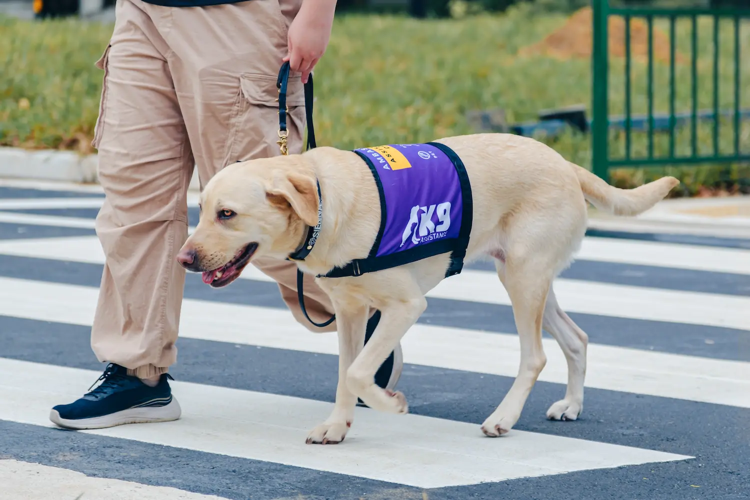 K9Assistance's Ambassador Assistance Dog and its handler walking across a zebra crossing. 