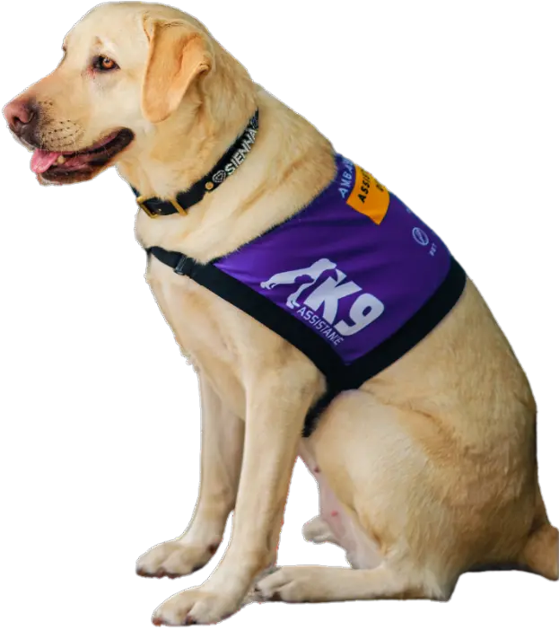 K9Assistance's Ambassador Assistance Dog, a golden Labrador Retriever wearing a purple vest.