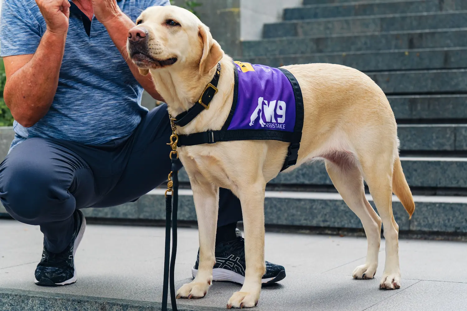 K9Assistance's Ambassador Assistance Dog, standing tall and proud next to its handler, who is crouched down and partially cropped out of the photo.