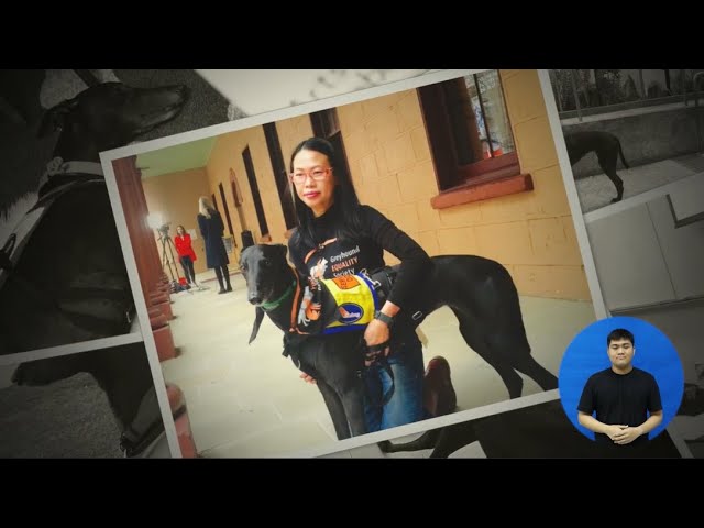 K9Assistance - Autism Assistance Dog Video Thumbnail