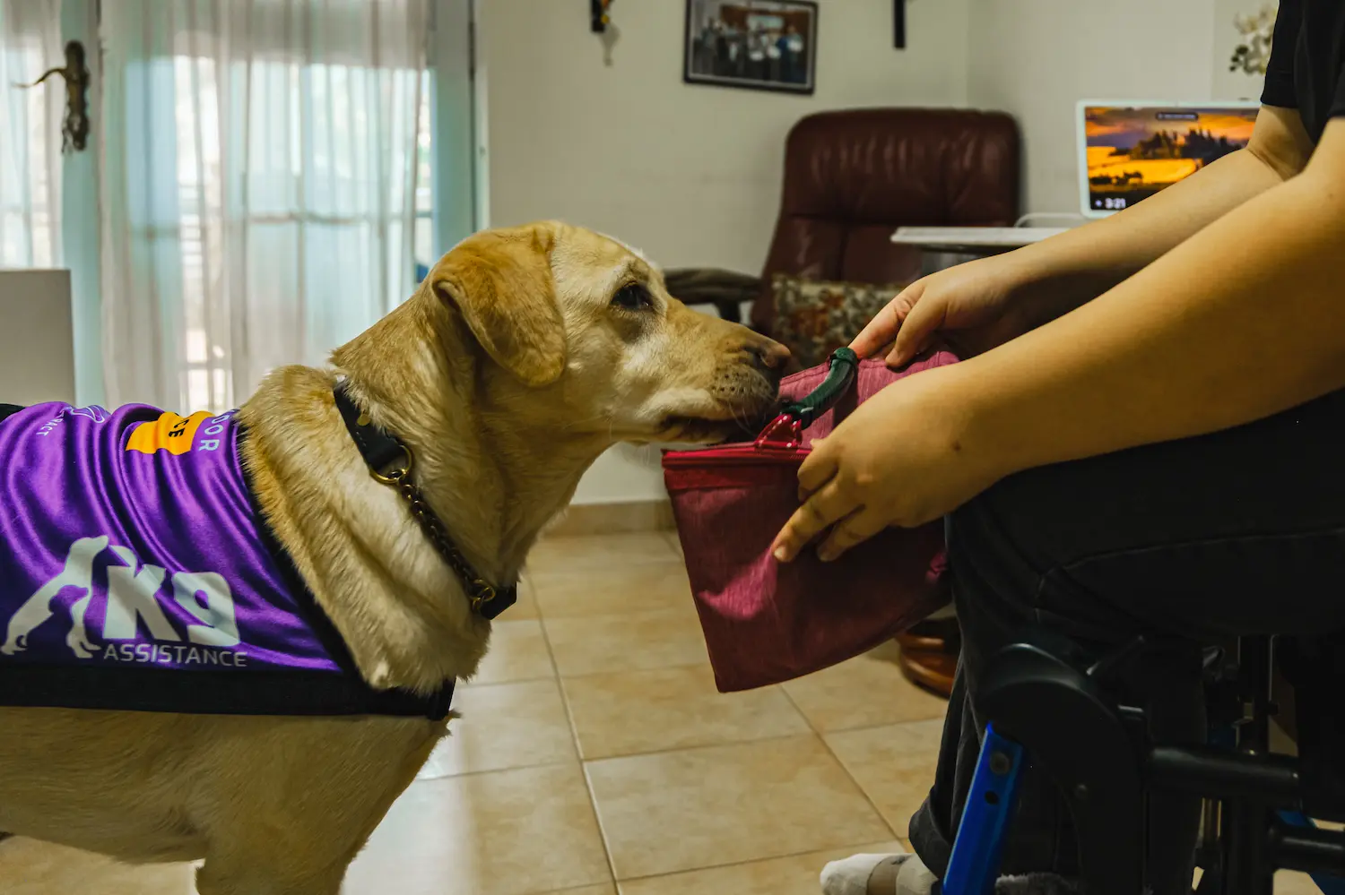 An Assistance Dog holding a red bag in its mouth, passing it to its seated handler.
