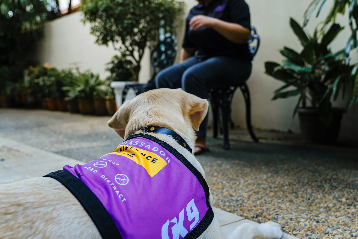 Photo of an Assistance Dog laying down, taken from behind the dog. It is looking ahead at its seated handler.