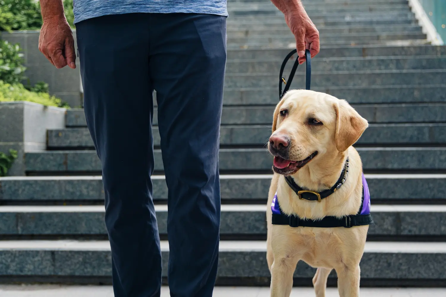 K9Assistance's Ambassador Assistance Dog, standing next to its handler.