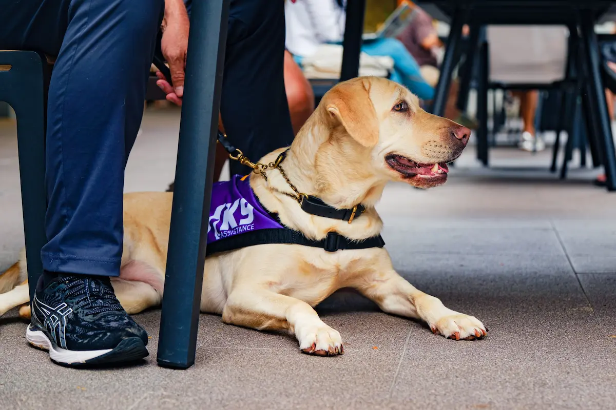K9Assistance's Ambassador Assistance Dog, laying down under its seated handler.