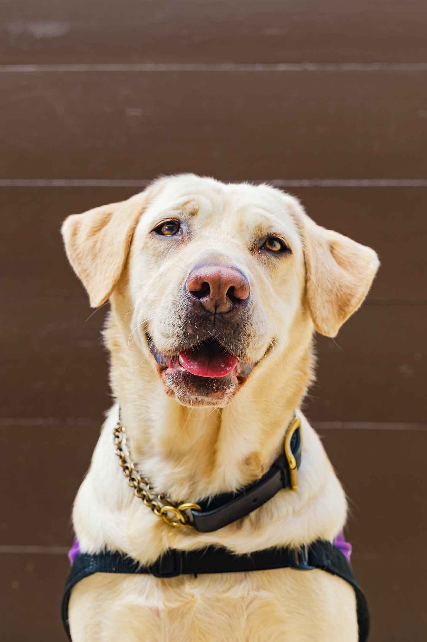 K9 Assistance Dog looking into camera