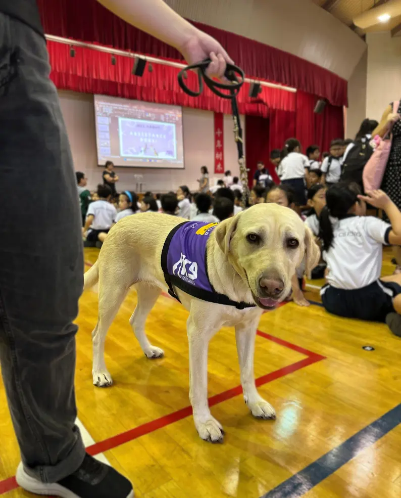 K9Assistance's Ambassador Assistance Dog standing next to its handler and looking at the camera, in a primary school assembly hall with students behind them.